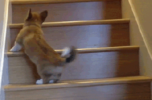 Dog and staircase